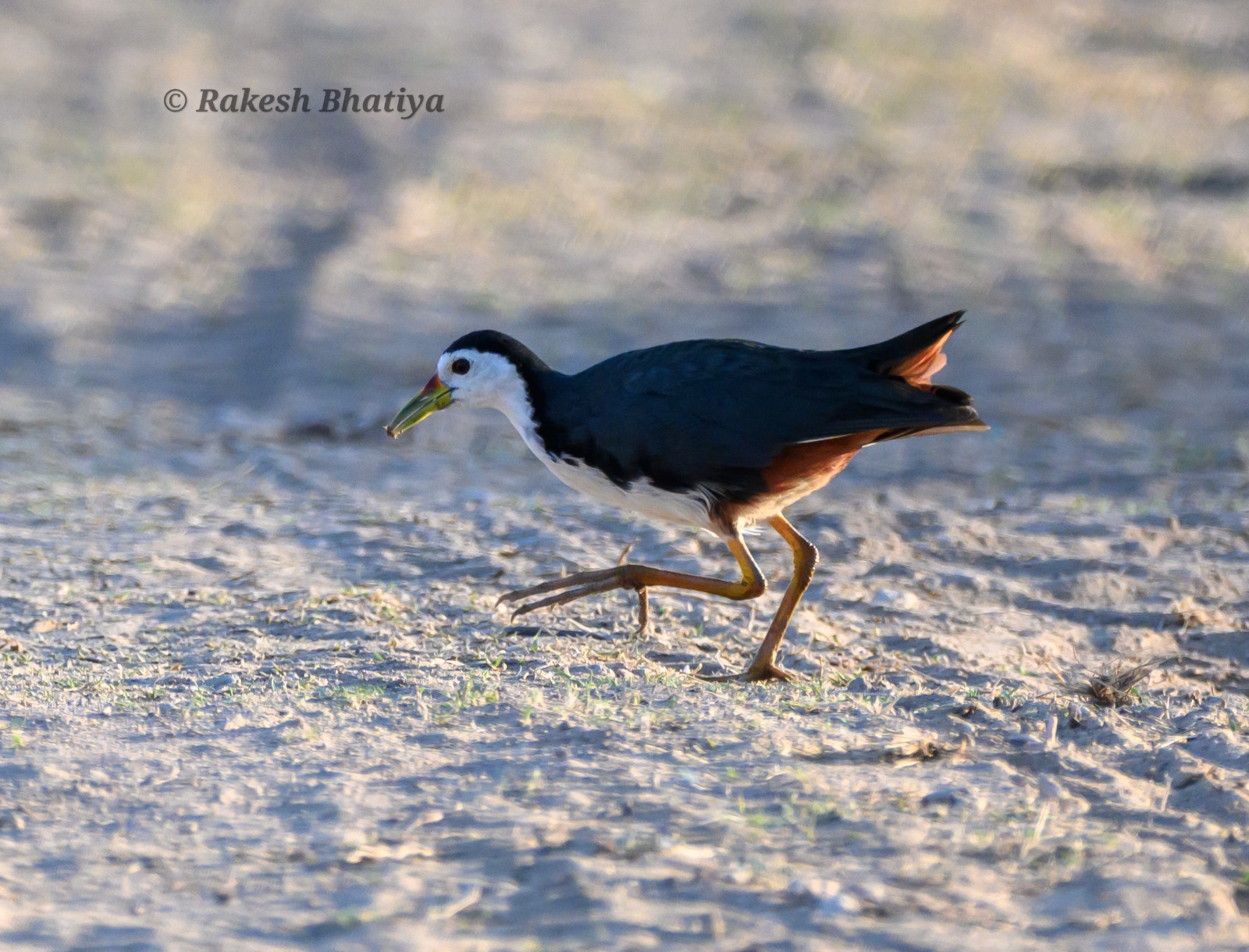 White-breasted Waterhen